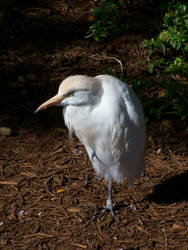 Cattle Egret