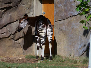 Okapi Butt
