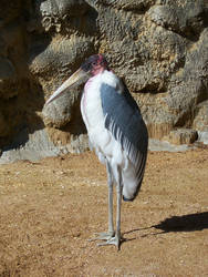 Marabou Stork I
