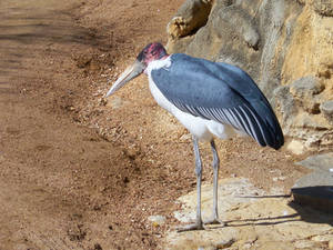 Marabou Stork II