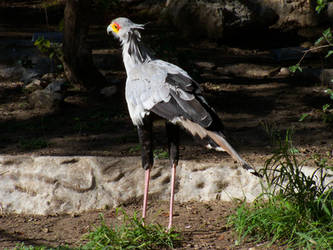 Secretary Bird