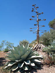 Agave