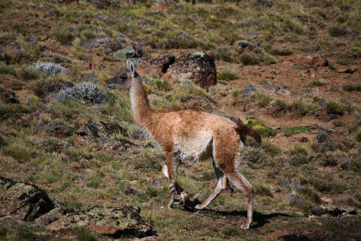 Guanaco 1