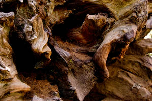 Sequoia Trunk - Color.