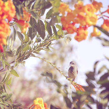 A Bird's Portrait