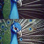 WIP peacock