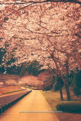 SAKURA street