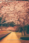 SAKURA street by WindyLife