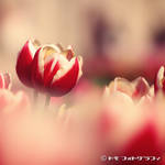 Tulip by WindyLife