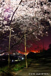 Sakura at night by WindyLife