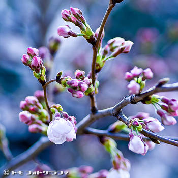 Sakura Bud by WindyLife