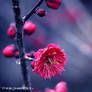 Japanese Apricot