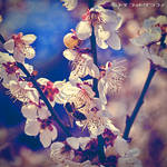 Japanese Apricot II by WindyLife