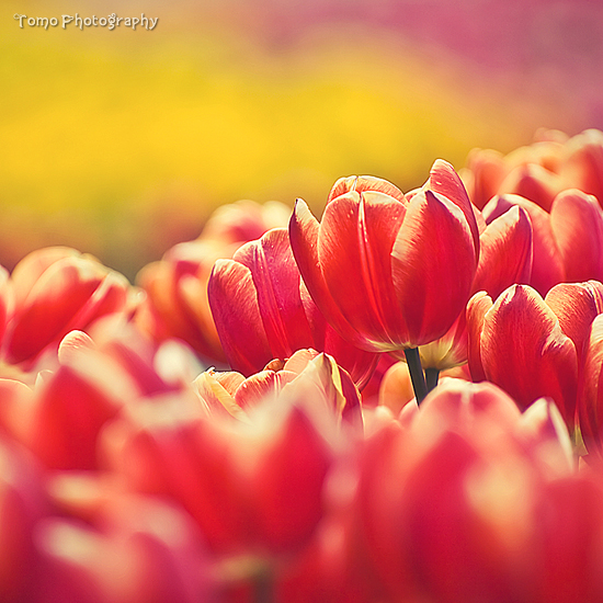 Tulip VI