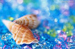 Shell - Summer Memory - by WindyLife