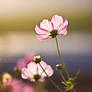 Cosmos at Sunset time