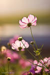 Cosmos at Sunset time by WindyLife
