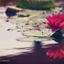 Water Lily