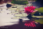 Water Lily by WindyLife