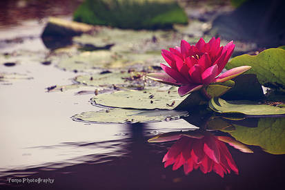 Water Lily