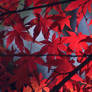 Japanese Maple Leaf WP 2009