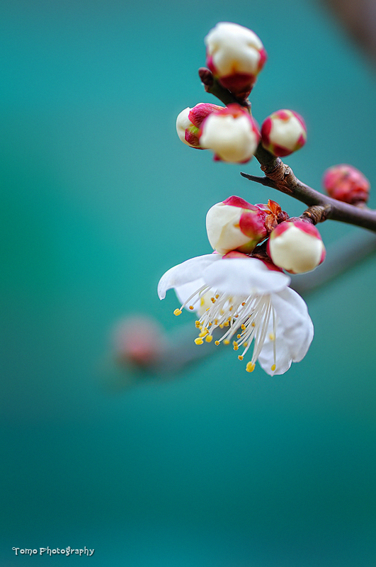 Japanese apricot III by WindyLife