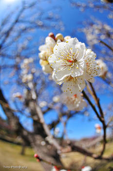 Japanese apricot IV