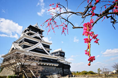 Apricot and Kumamoto castle