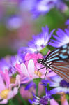 Paradise of Butterfly by WindyLife