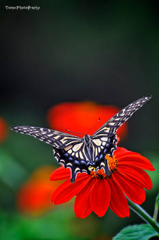 Swallowtail