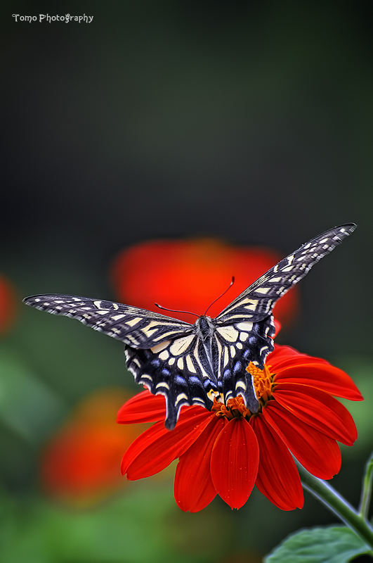 Swallowtail