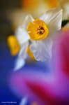 Narcissus by WindyLife