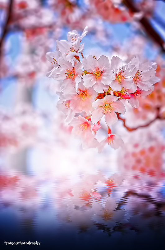 Sakura Illusion