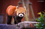 Red Panda by WindyLife