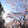 Cherry Blossom Wallpaper 2011