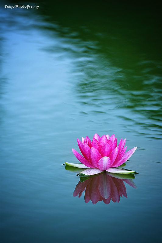 Water Lily II