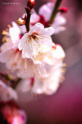 PRUNUS MUME