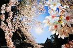 SAKURA by WindyLife