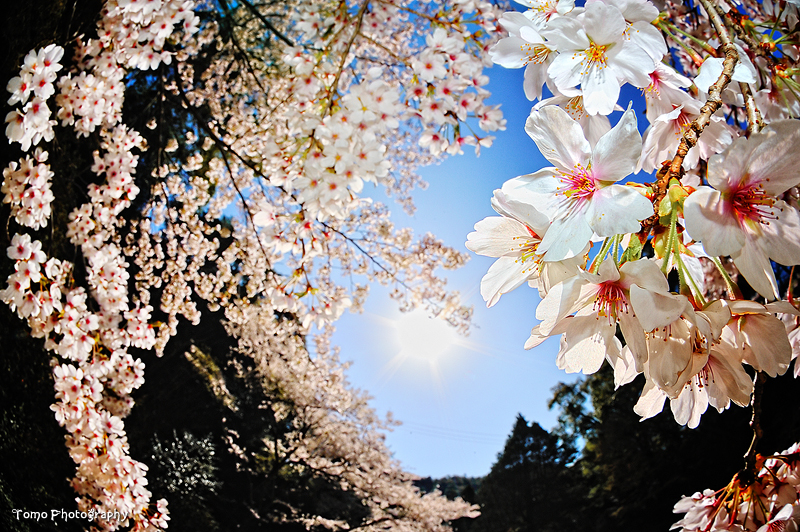 SAKURA