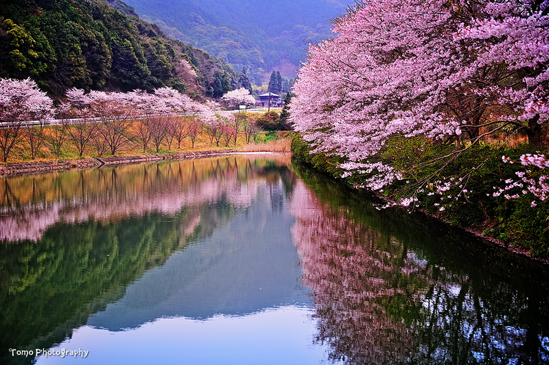 Japan Spring Core Spring in Japan by WindyLife on DeviantArt