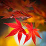 Autumn Maple