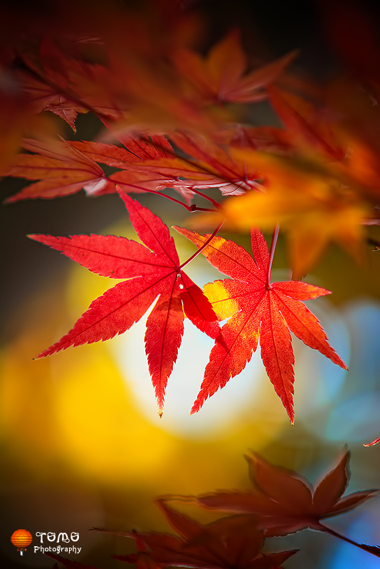 Autumn Maple