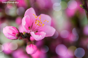 MOMO Peach Flower