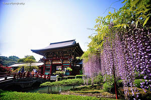 Wisteria in Yutoku Inari Shrine