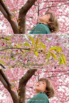 cherry blossom in Matsuda 