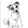 Jack Russel Portrait