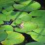 Lilly pad hangout