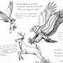 Criptid Fieldbook: Thunderbird