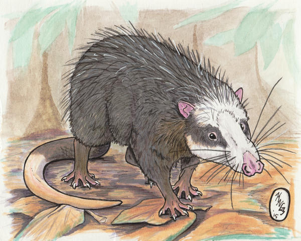 Moonrat Moonrat (Echinosorex _ gymnura) by painted-wolfs-den on DeviantArt