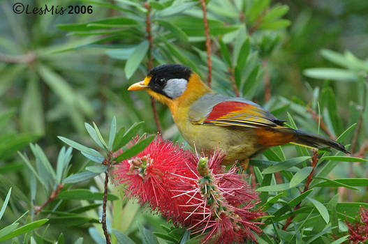 Mesia, Silver-eared